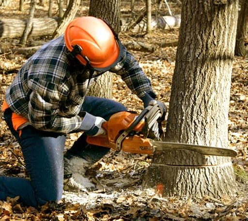 Tree Removal in Barre, MA